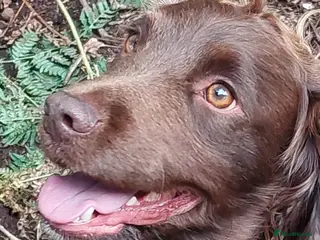 Cocker Spaniel dogs Working Cocker Spaniel at Stud - Advert 17