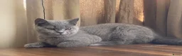 British Shorthair cats for sale: Championship line GCCF British Shorthair Kittens - Advert 6