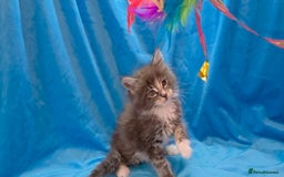 Maine Coon cats for sale: Ready December TICA beautiful Maine Coon Kittens  - Image 31