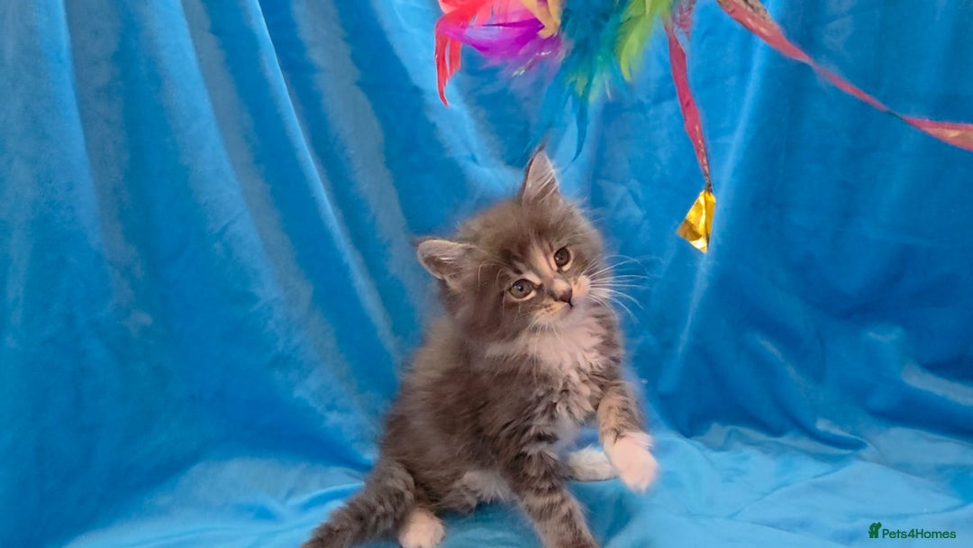 Maine Coon cats for sale: Ready December TICA beautiful Maine Coon Kittens  - Image 31
