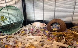 Hamster rodents for sale: Gorgeous Syrian Hamster Girl - Image 1