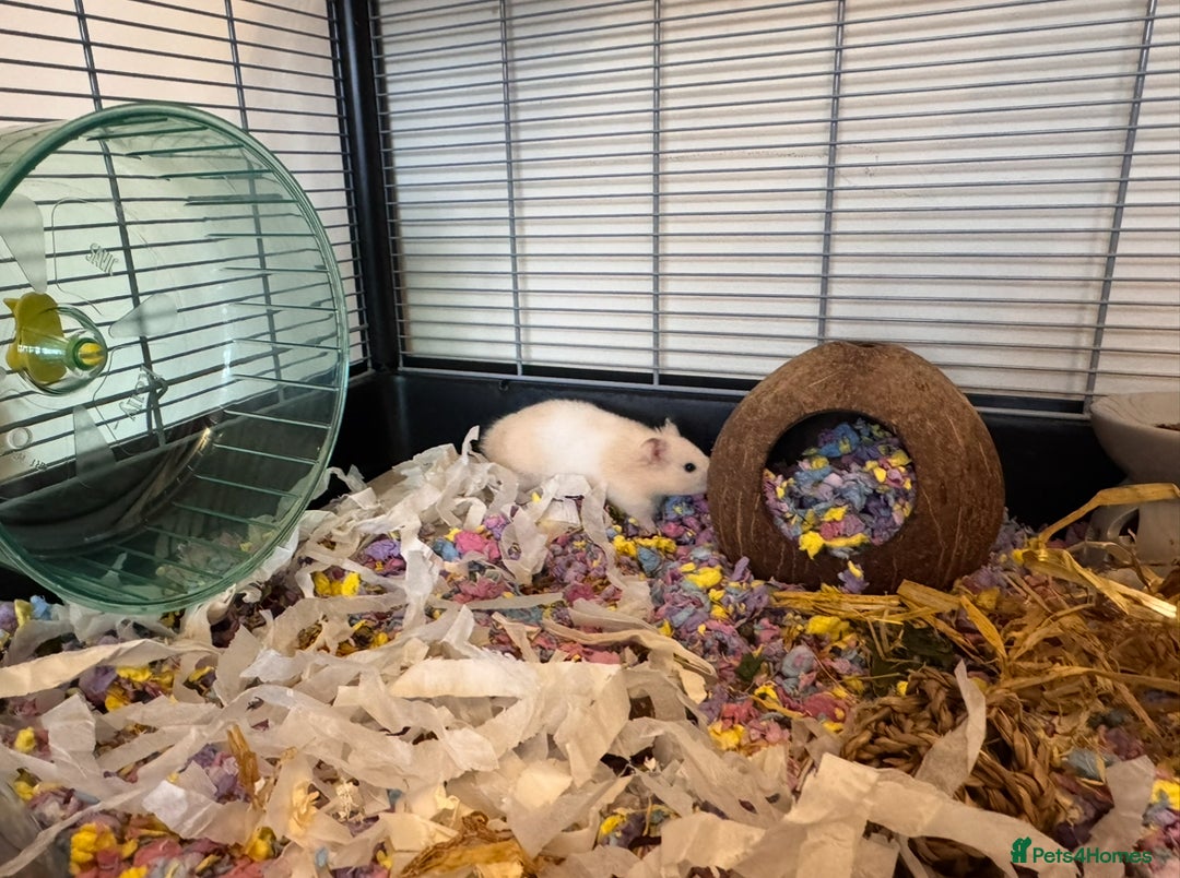 Hamster rodents for sale: Gorgeous Syrian Hamster Girl - Image 1