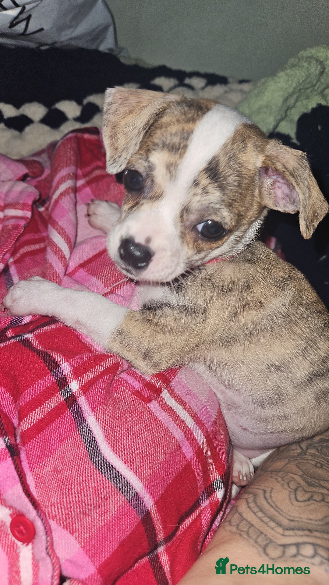 Mixed Breed dogs for sale: Beautiful Chihuahua Cross Puppies - Advert 7
