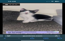 Domestic Shorthair cats for sale: Kitten for sale  - Image 2