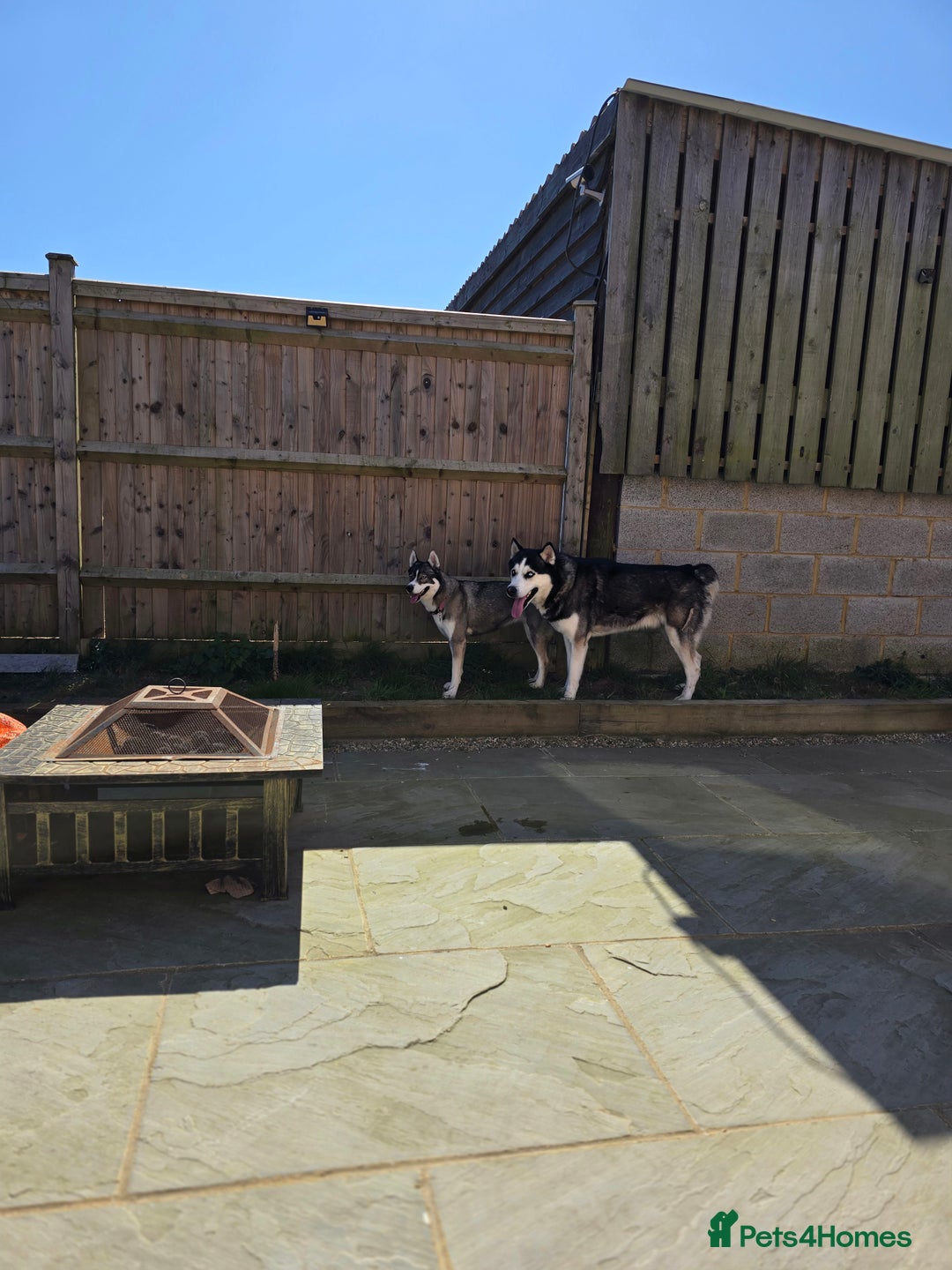 Siberian Husky dogs for sale: Stunning Pure siberian husky pups - Image 23