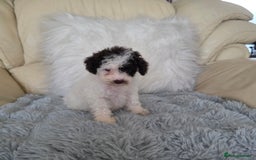 Toy Poodle dogs for sale: READY NOW 2  BROWN & WHITE Rare Toy Parti Poodles - Image 4