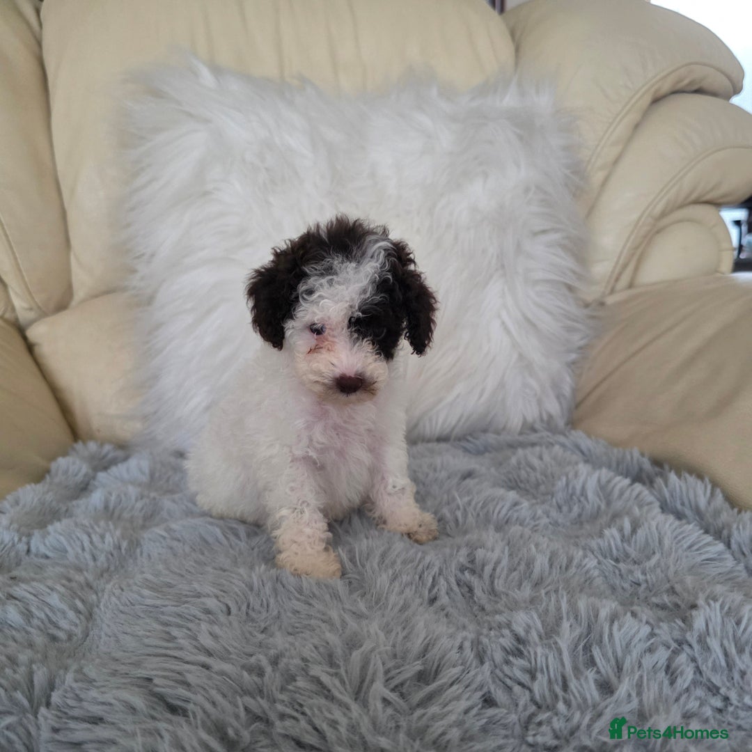 Toy Poodle dogs for sale: READY NOW 2  BROWN & WHITE Rare Toy Parti Poodles - Image 4