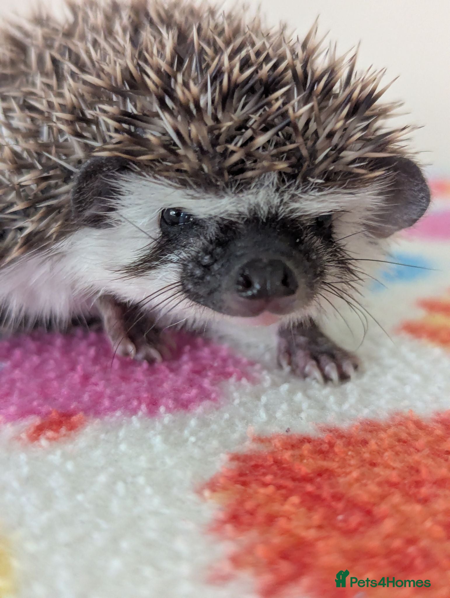 Pygmy Hedgehog rodents Beautiful Little Hoglets Nearly Ready To Go!!!! - Advert 1