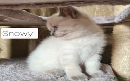 British Shorthair cats for sale: Beautiful British shorthair kittens - Image 4