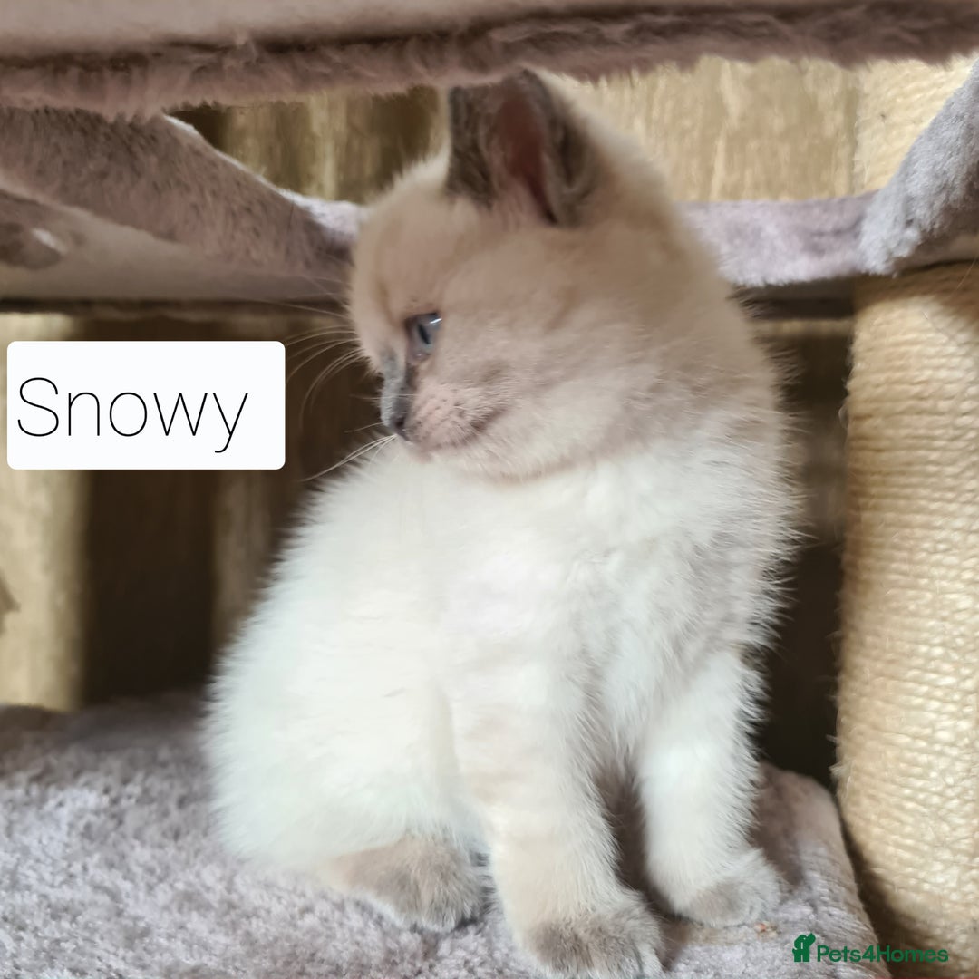 British Shorthair cats for sale: Beautiful British shorthair kittens - Image 4