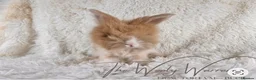 Angora rabbits for sale: FULLY VACCINATED ANGORA BROTHERS  - Advert 22