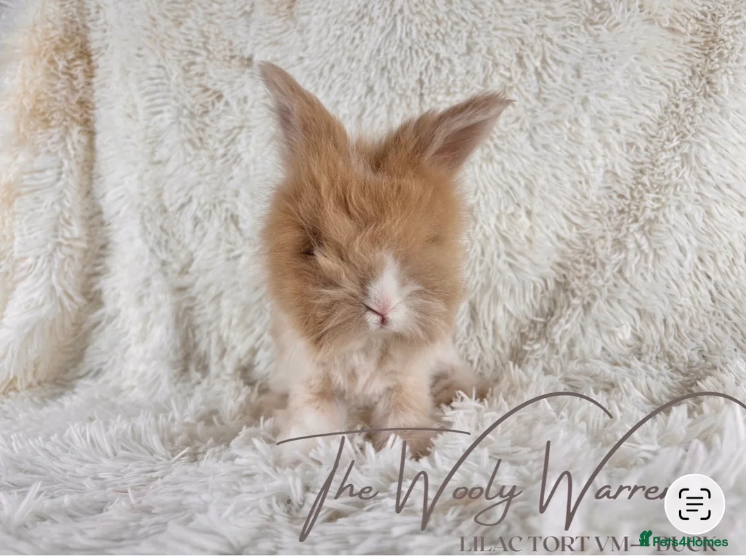 Angora rabbits for sale: FULLY VACCINATED ANGORA BROTHERS  - Advert 22