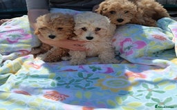 Cavapoo dogs for sale: Cavapoo puppy's  - Image 3