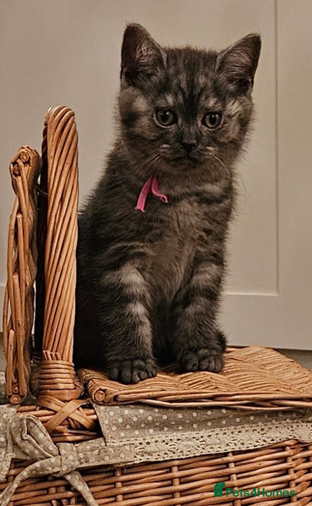 British Shorthair cats for sale: 4 month old male British Shorthair - Advert 8