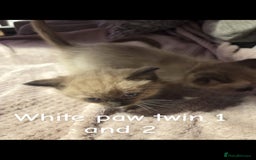 Ragdoll cats for sale: Beautiful Ragdoll Kittens - Image 5