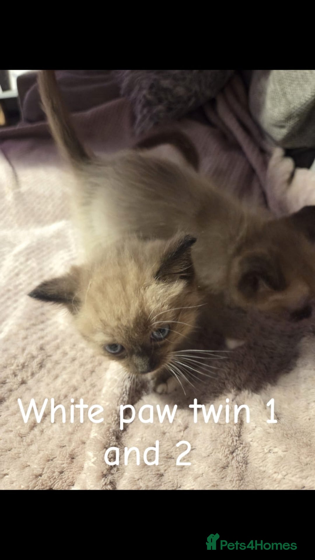 Ragdoll cats for sale: Beautiful Ragdoll Kittens - Image 5