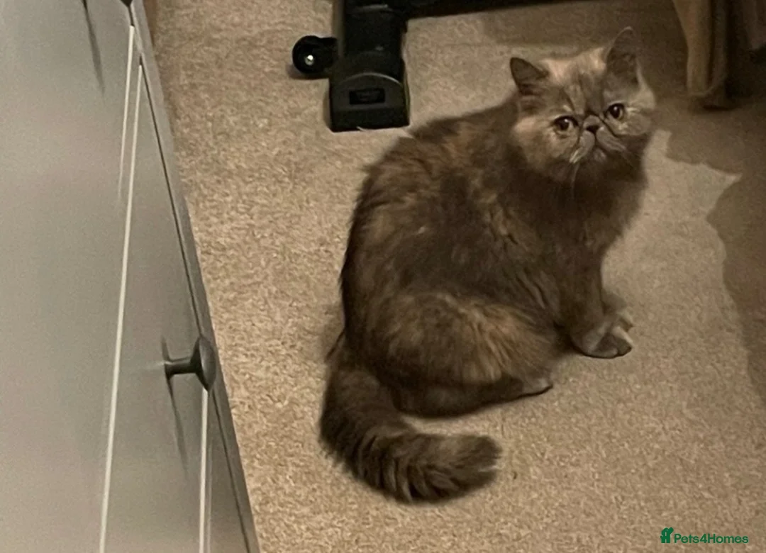 Exotic cats for sale: Grazia - Exotic Shorthair female  in London - Advert 2