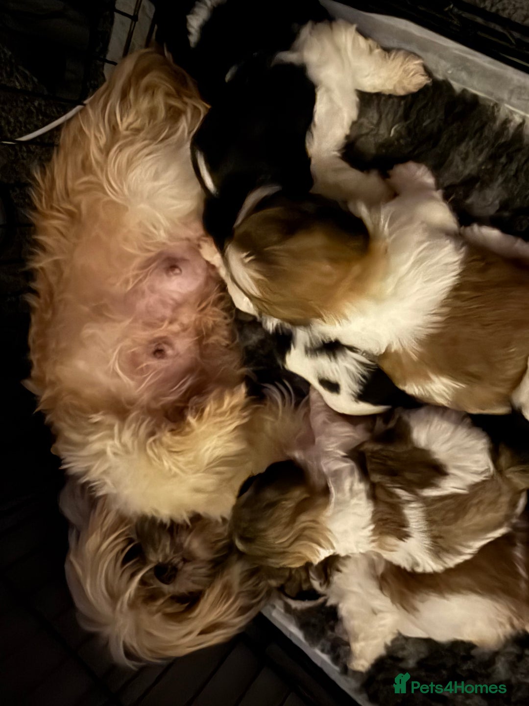 Shih Tzu dogs for sale: 5 stunning Shih Tzu puppies  - Advert 18