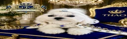 Maltese dogs for stud: 👑Exquisite KC Korean Maltese Stud DNA Clear👑 - Advert 4