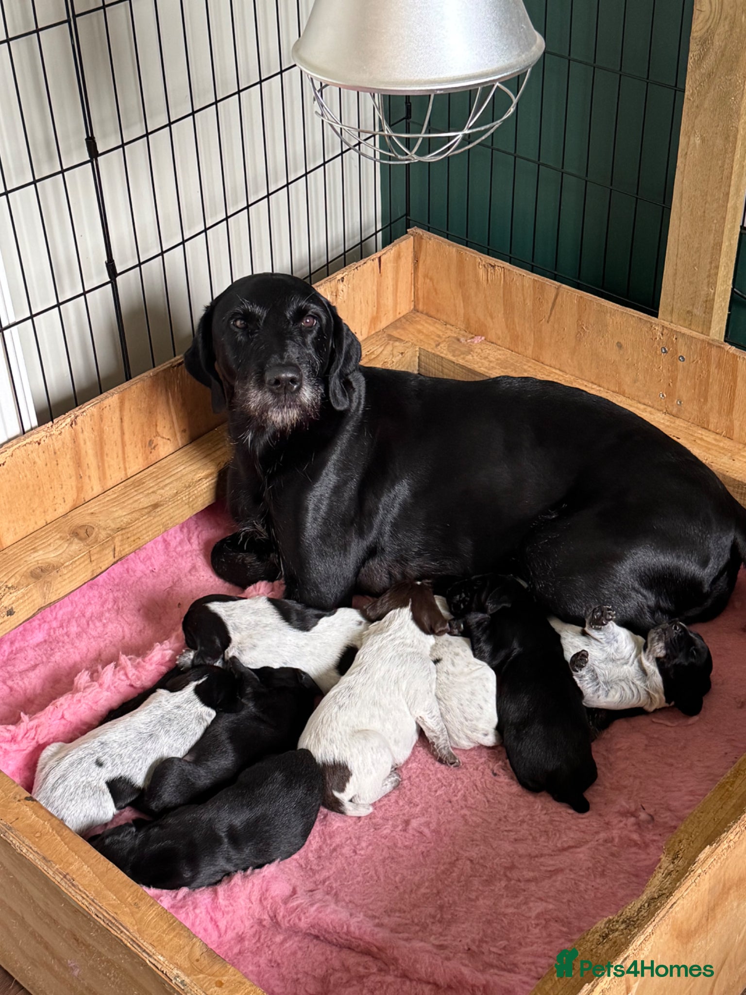 Mixed Breed dogs Beautiful litter of working GWPxLab puppies - Advert 1