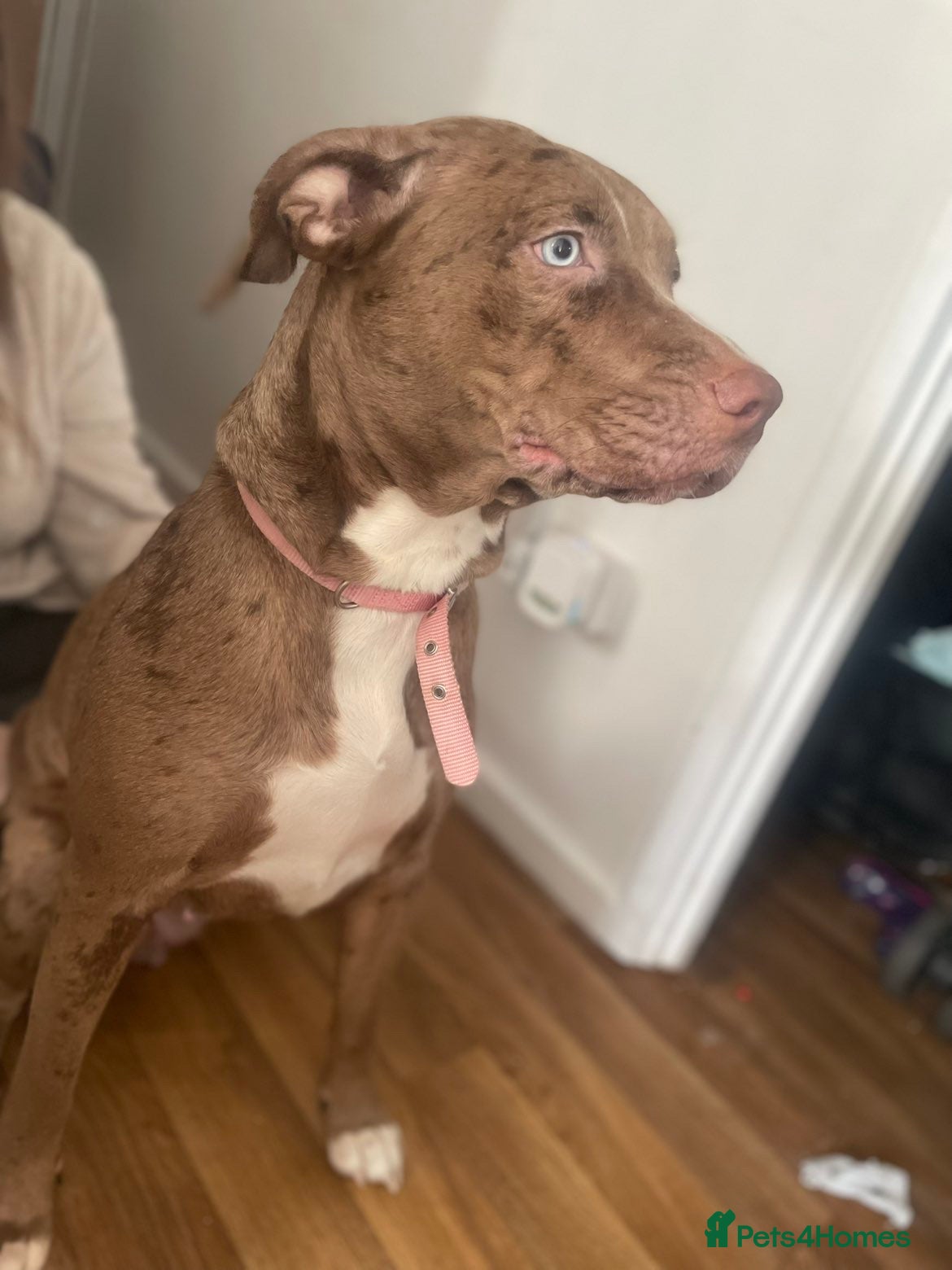 Mixed Breed dogs Female (milky) - Advert 1