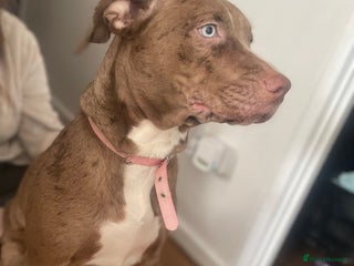 Mixed Breed dogs Female (milky) - Advert 1