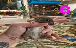 Rat rodents for sale: 9 beautiful girls - Image 29