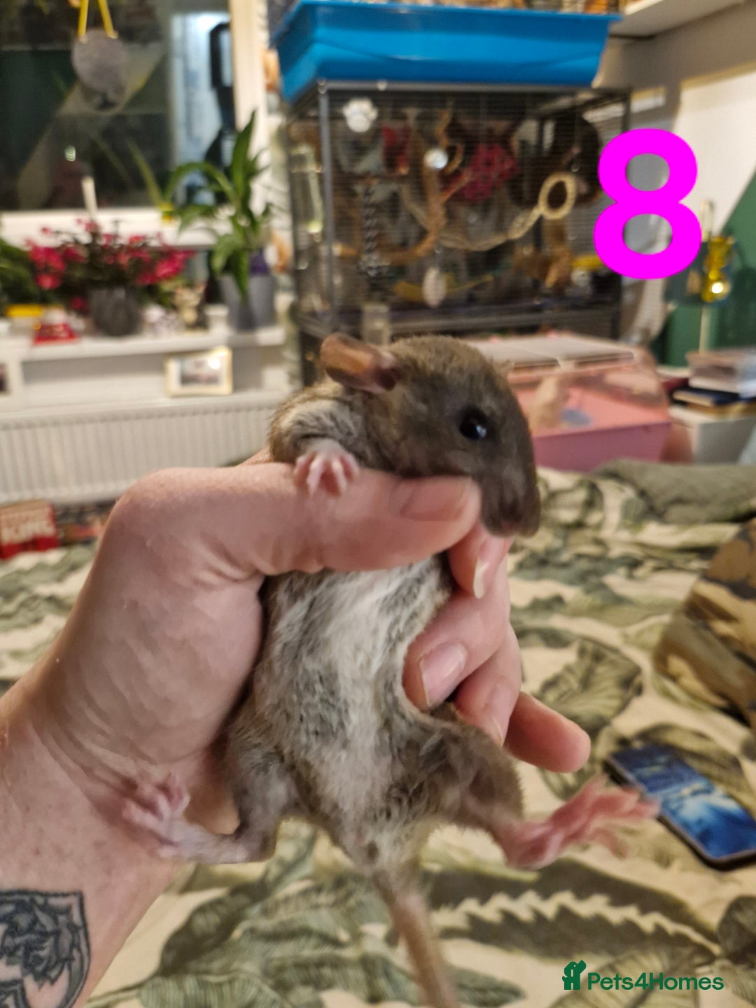 Rat rodents for sale: 9 beautiful girls - Image 29