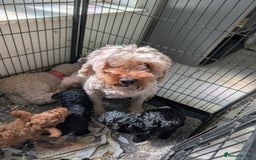 Cockapoo dogs for sale: Little black boy  - Image 6