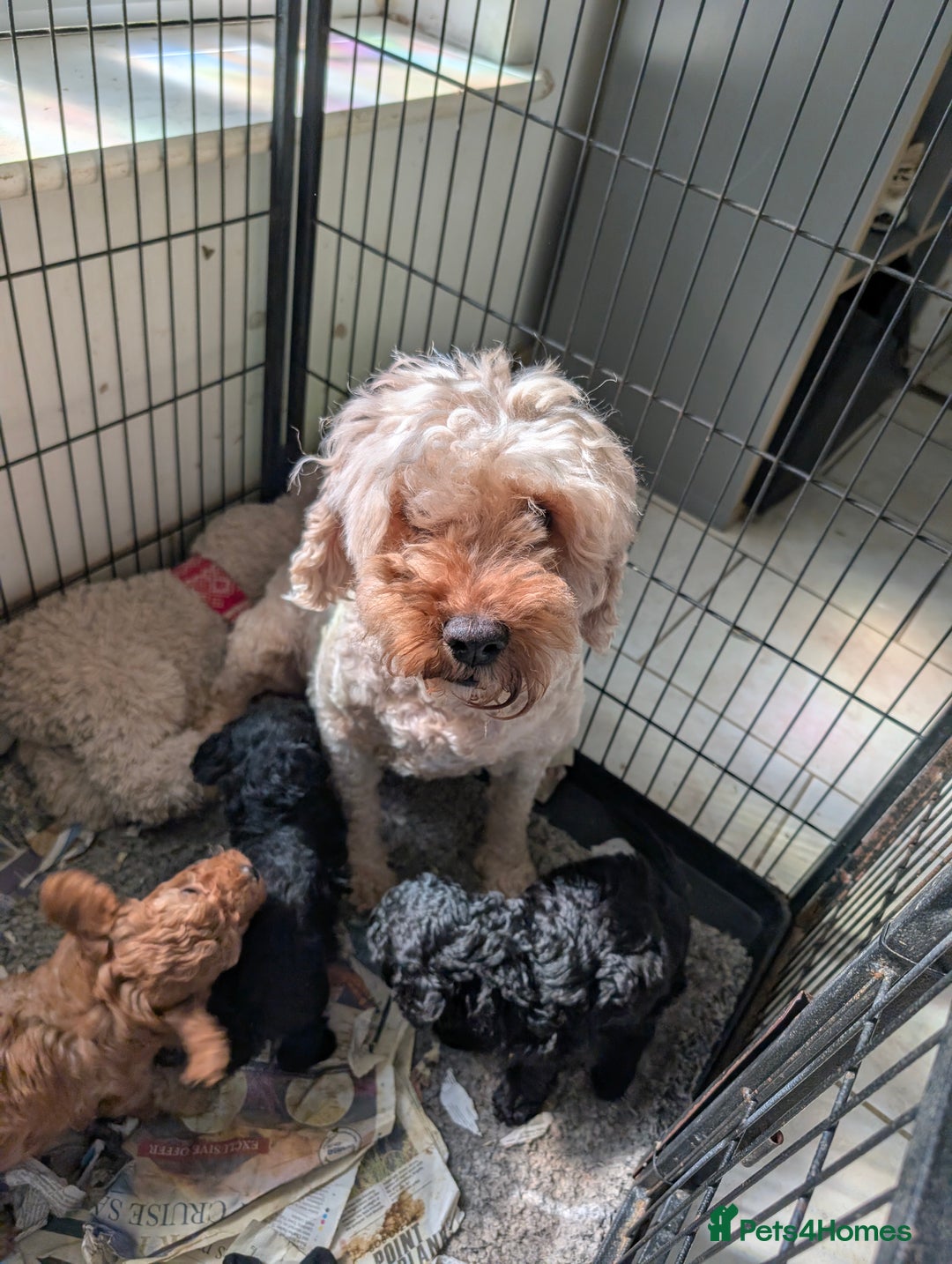 Cockapoo dogs for sale: Little black boy  - Image 6