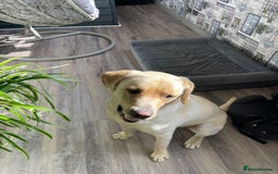 Labrador Retriever dogs for sale: A very gorgeous yellow therapy dog  - Image 12
