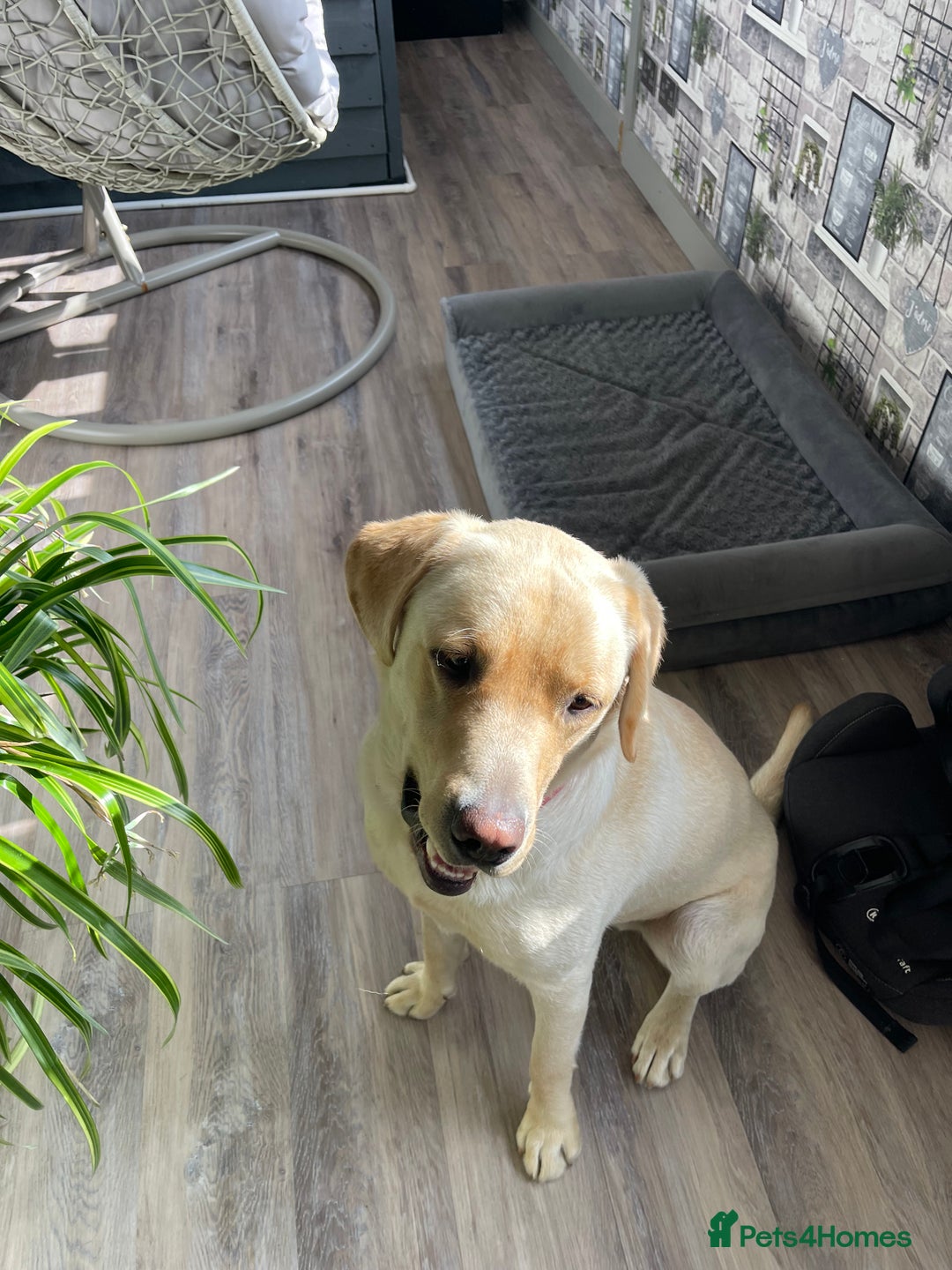 Labrador Retriever dogs for sale: A very gorgeous yellow therapy dog  - Image 12