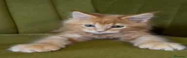 Maine Coon 1