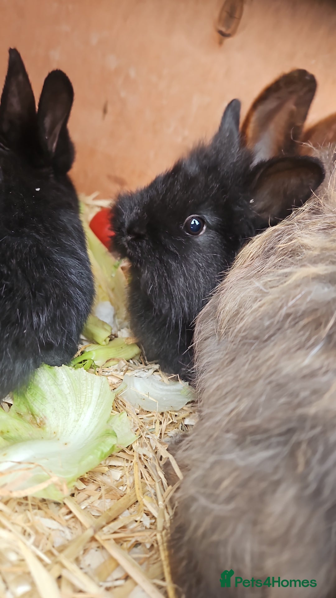 Lionhead rabbits for sale: Lion heads in Wigan - Image 34
