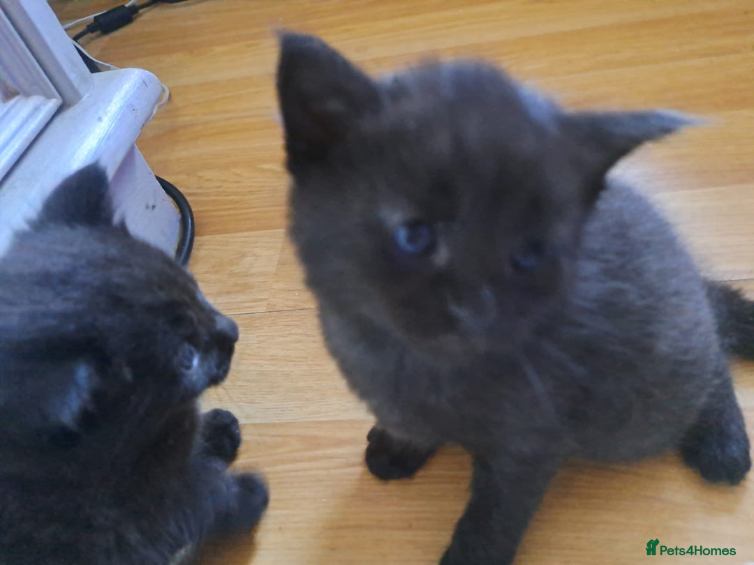 Maine Coon cats for sale: Maine coon cross kittens  - Image 3