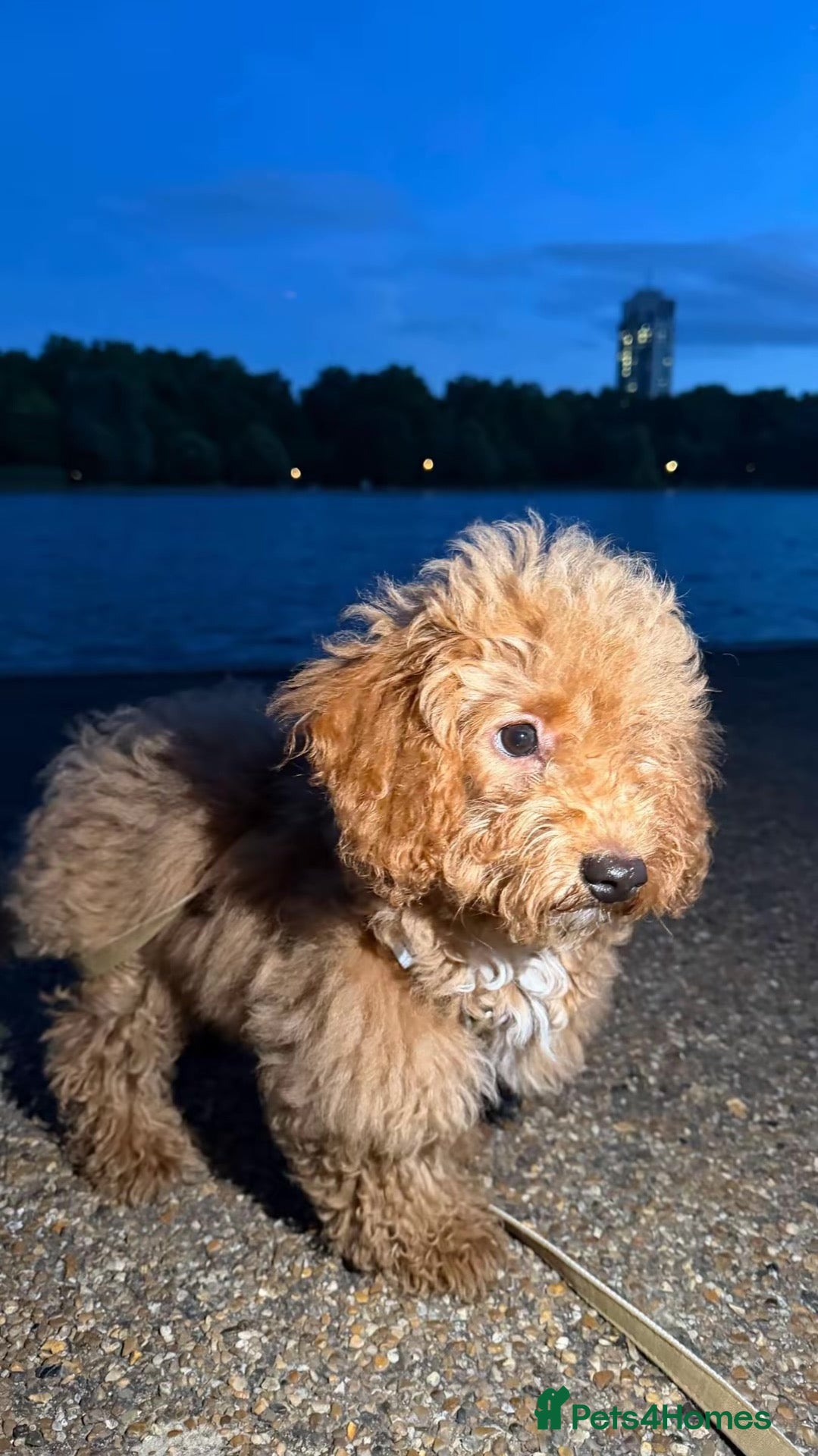 Cavapoochon dogs Beautiful Teddy Bear Cavapoochon Girl – Bijou - Advert 9