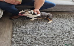 English Bulldog dogs for sale: British bulldog for sale - Image 8