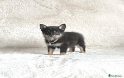 Pomsky dogs for sale: Adorable small f3 Pomsky puppies for sale  - Image 11