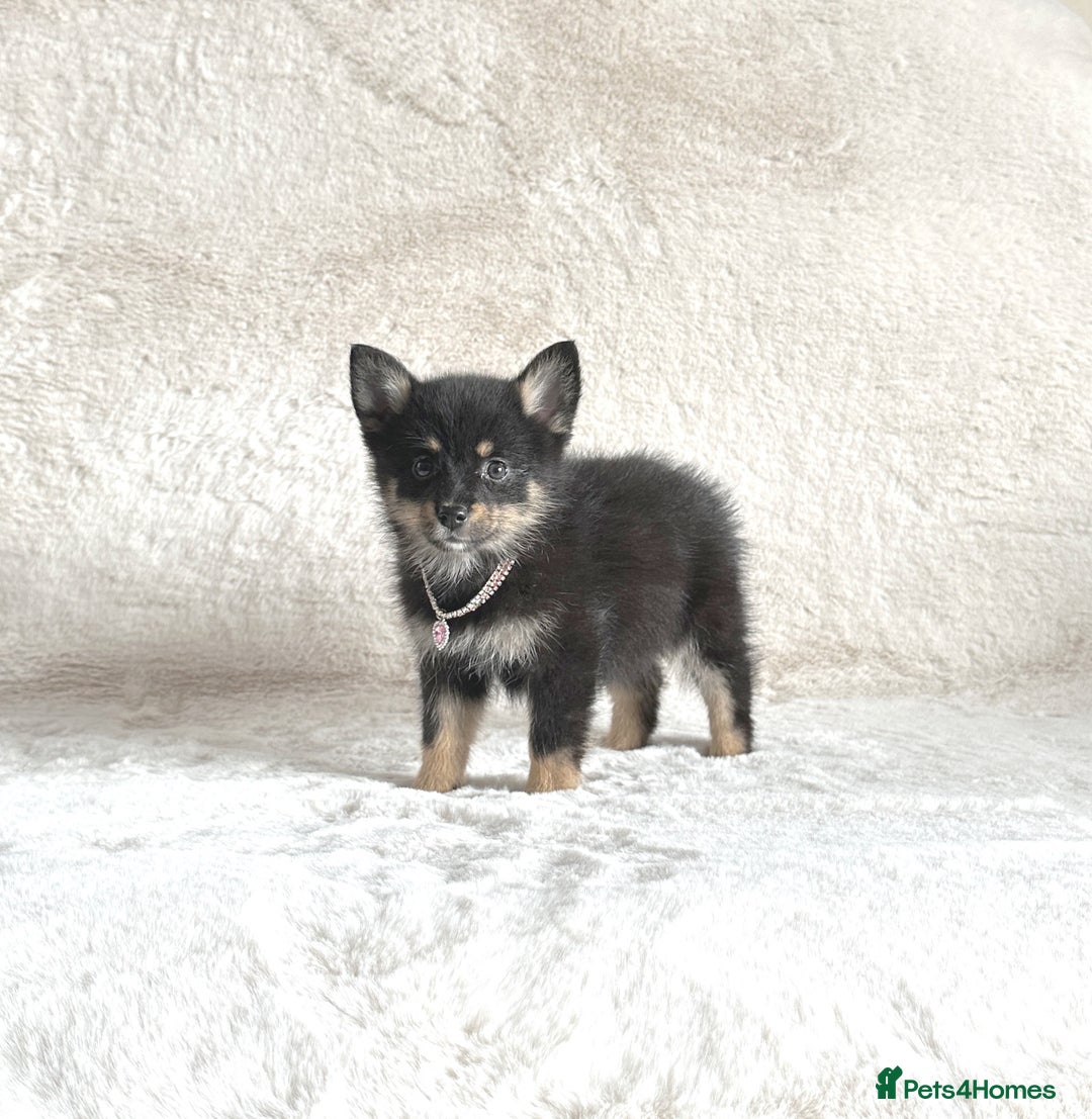 Pomsky dogs for sale: Adorable small f3 Pomsky puppies for sale  - Image 11