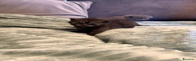 Scottish Fold Kitten 1
