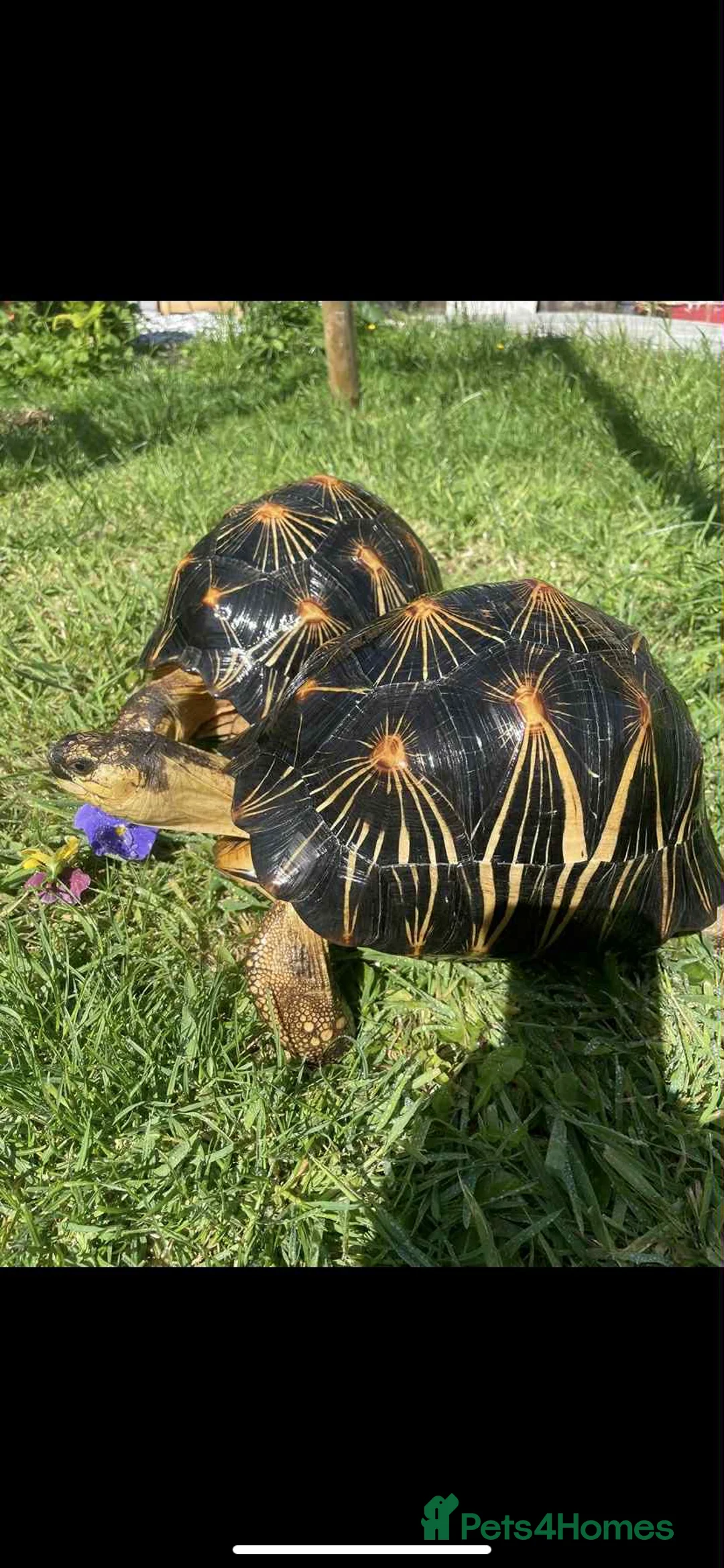 Tortoise reptiles for sale: Pair of Radiateds Tortoises - Advert 4