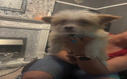 Mixed Breed dogs for sale: Chorkie-apso puppies  - Advert 29