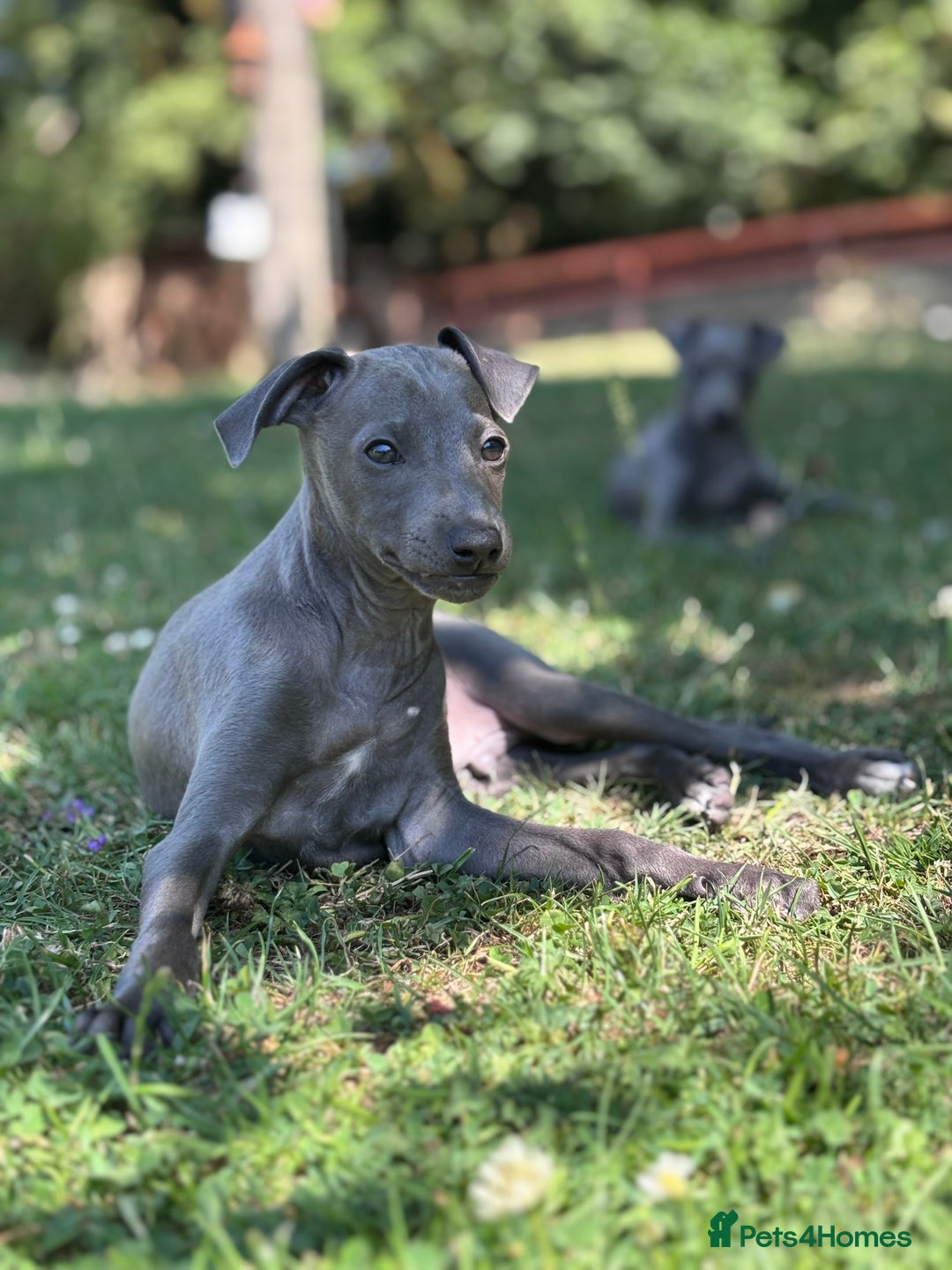 Italian Greyhound dogs for sale: Gorgeous Italian greyhound - Image 4