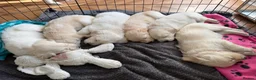 Golden Retriever dogs for sale: 1 cream beautiful golden retriever boy left - Advert 2