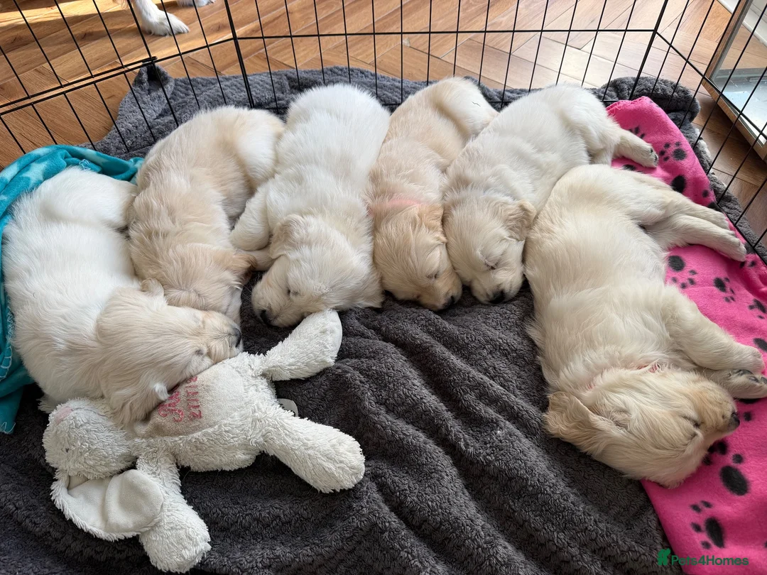 Golden Retriever dogs for sale: 1 cream beautiful golden retriever boy left - Advert 2