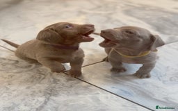Miniature Dachshund dogs for sale: Stunning Isabella mini reg 5* health cert ready - Image 18