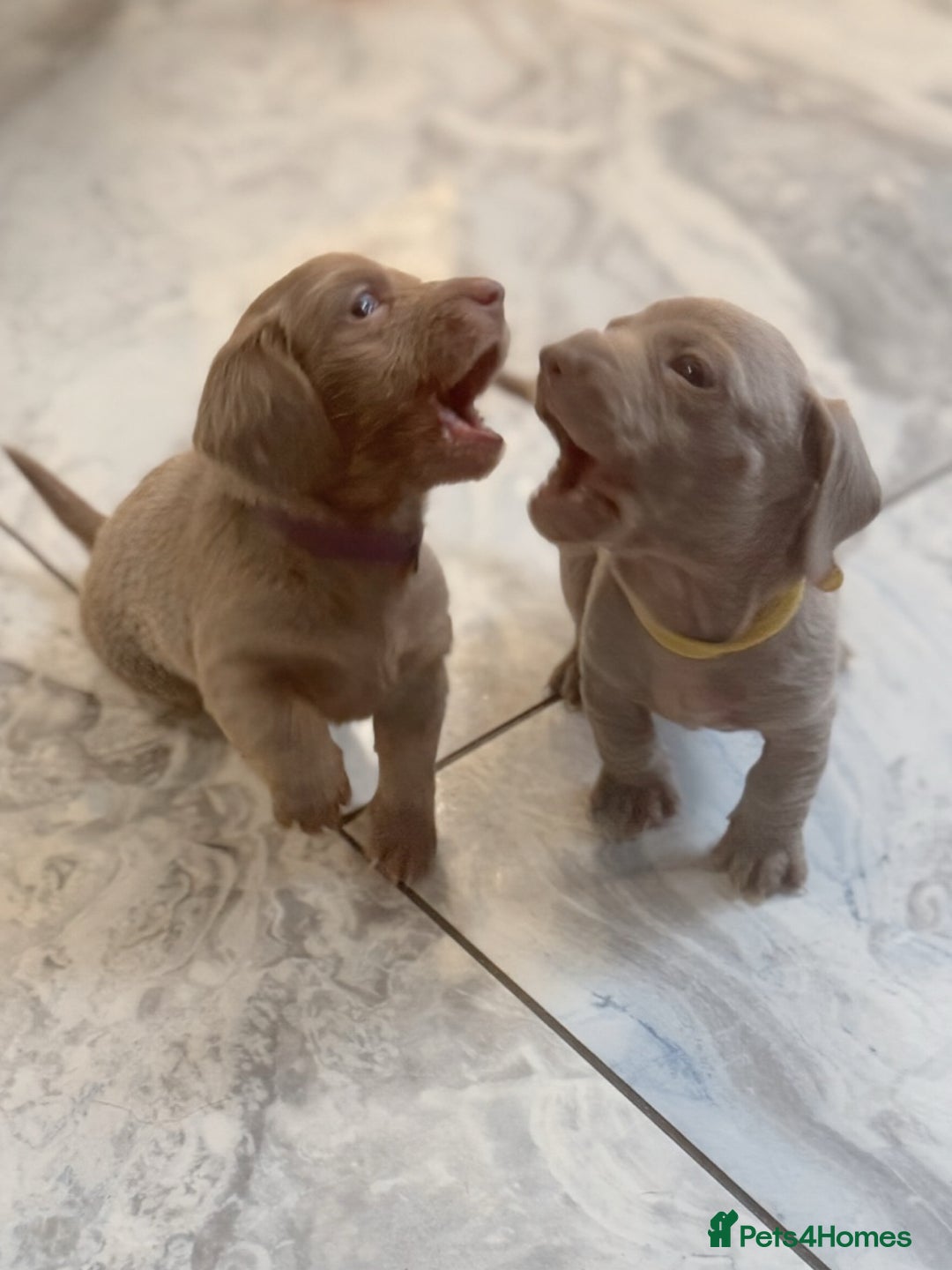 Miniature Dachshund dogs for sale: Stunning Isabella mini reg 5* health cert ready - Image 18
