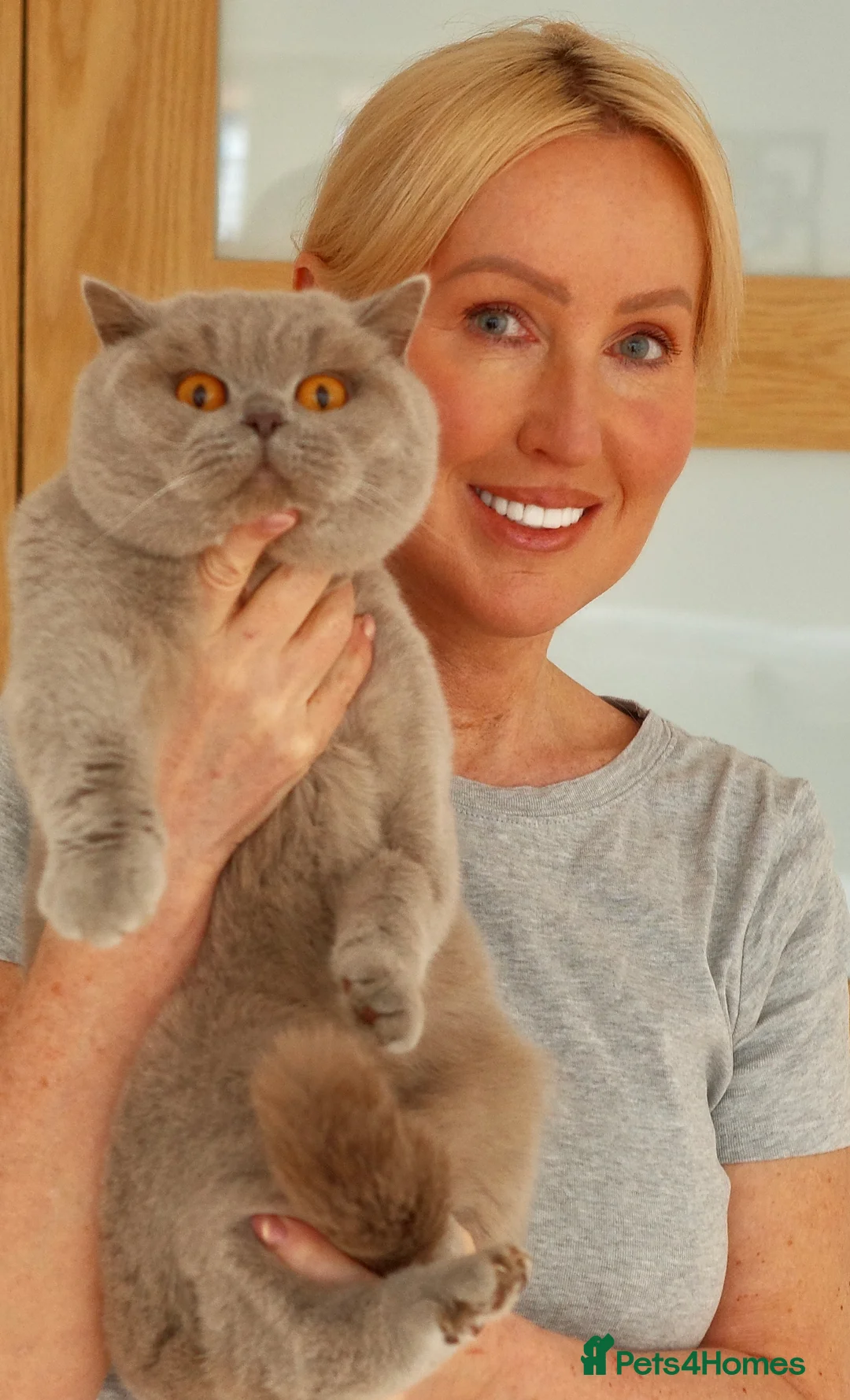 British Shorthair cats for sale: 4 BSH adults and one kitten GCCF registered  - Advert 3