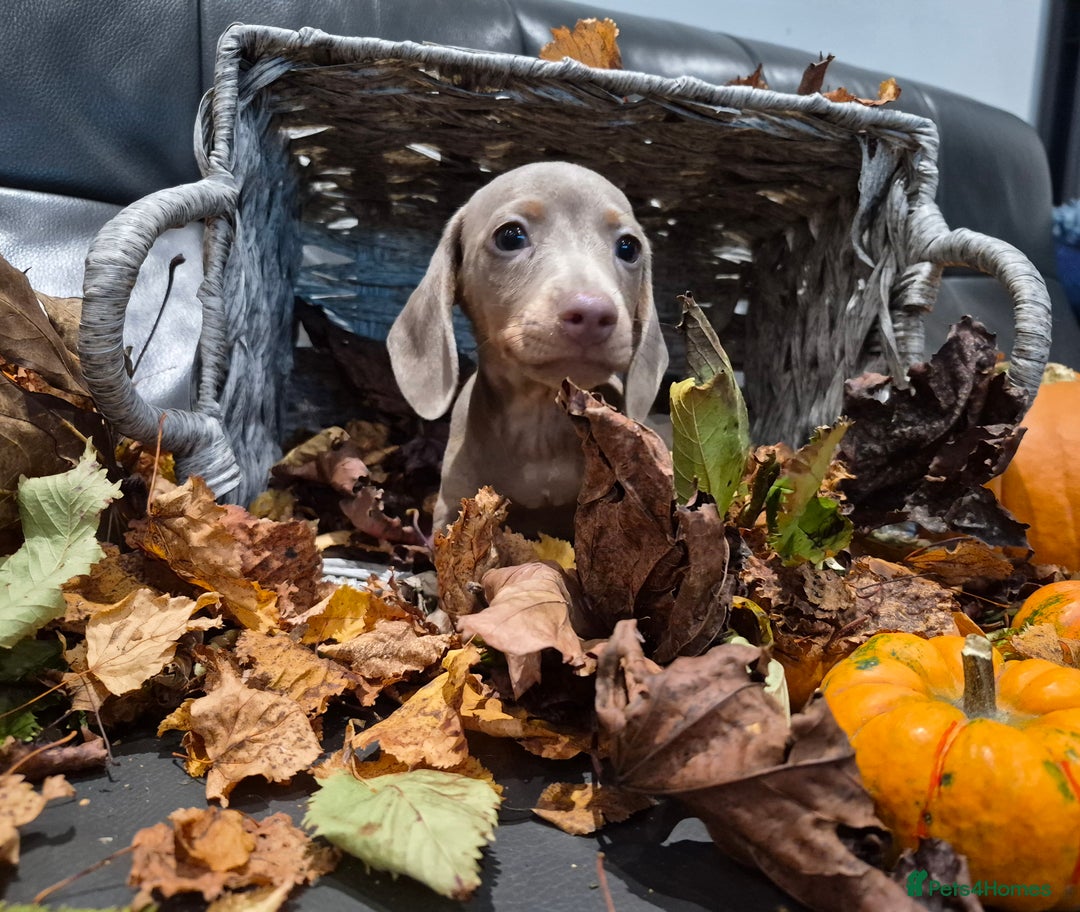 Miniature Dachshund dogs for sale: TRUE MINIATURE DASCHUND BABIES only 5 - Image 28
