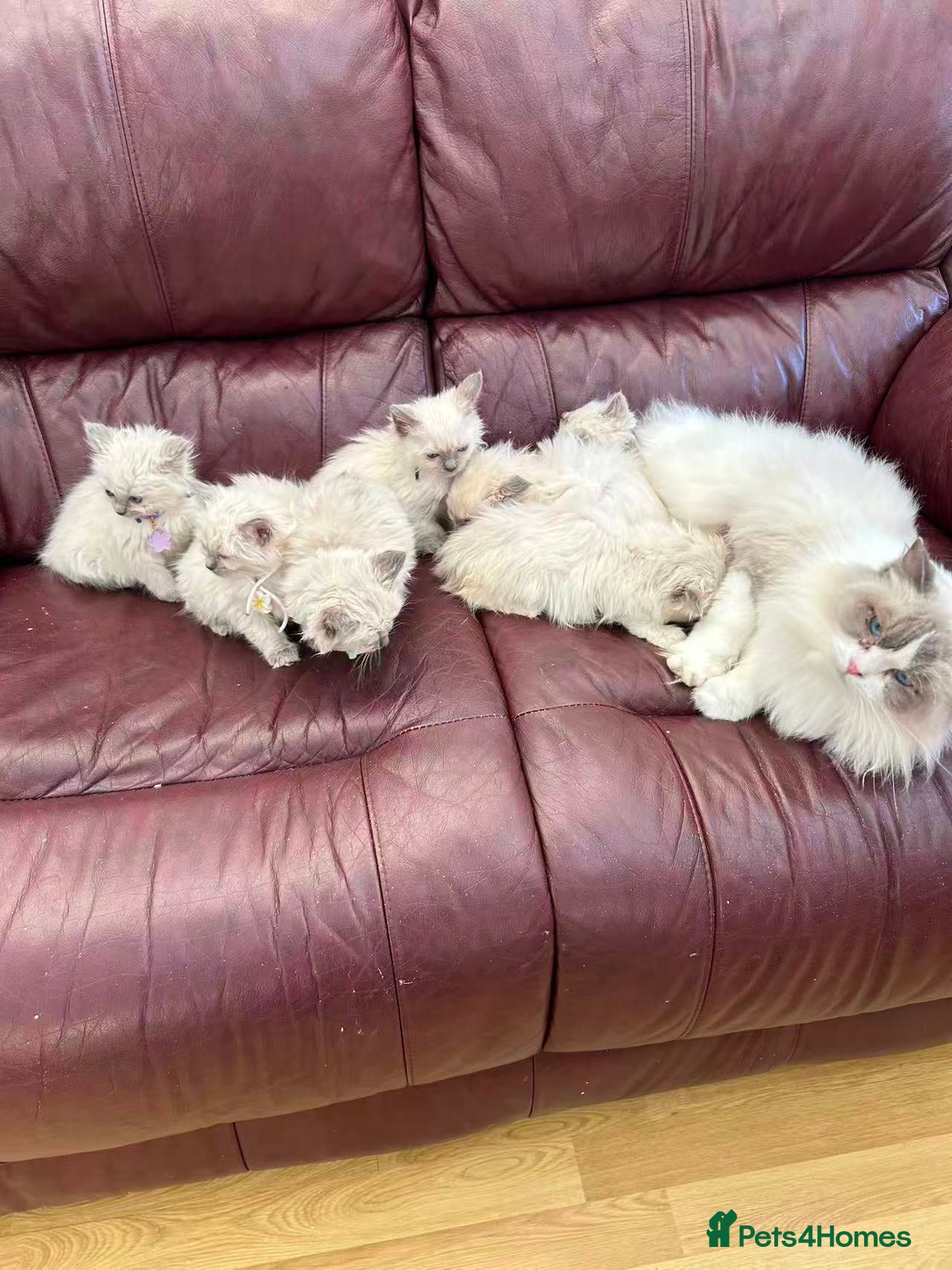 Ragdoll cats 3  purebred Ragdoll cats - Advert 16